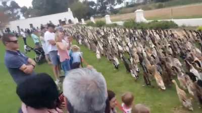 Rise of the Duck Army