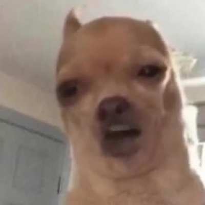nose