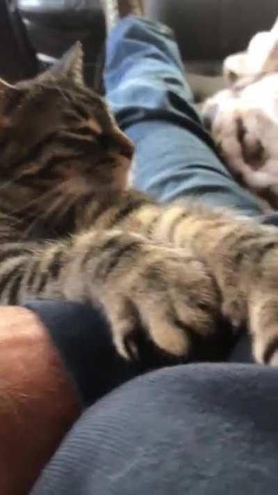 Котик
