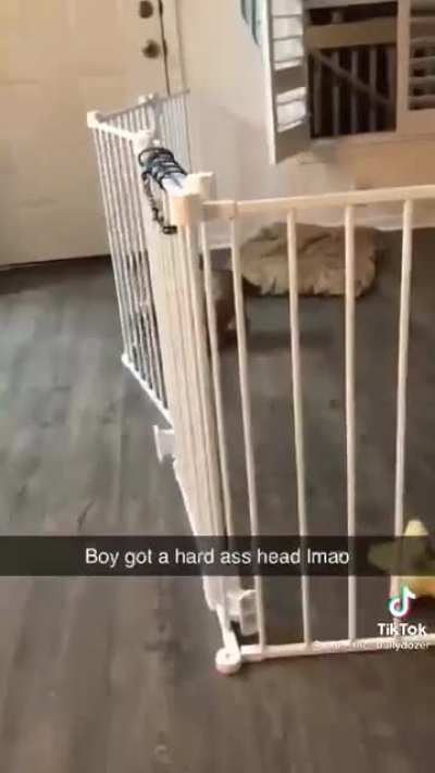 Why get a helmet when you are the helmet?