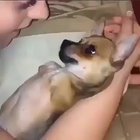 Perfect dog for kind hearted human