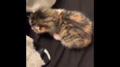 Saw this on r/StartledCats