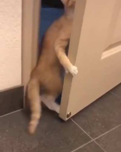 Cat Retreating