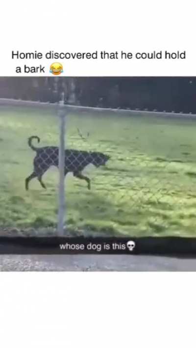 What is it boy ?