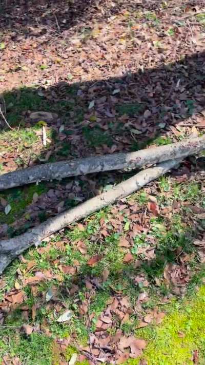 Yard work