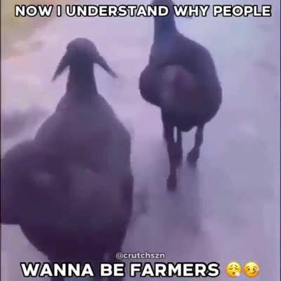 Oompa farm 😳