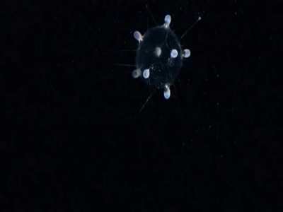 Deep sea creatures