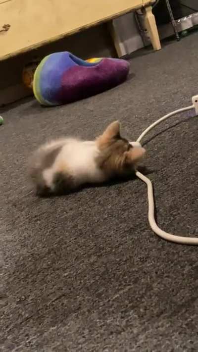 Smol and Eepy