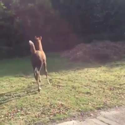 “Look at me Shrek, I’m trotting”