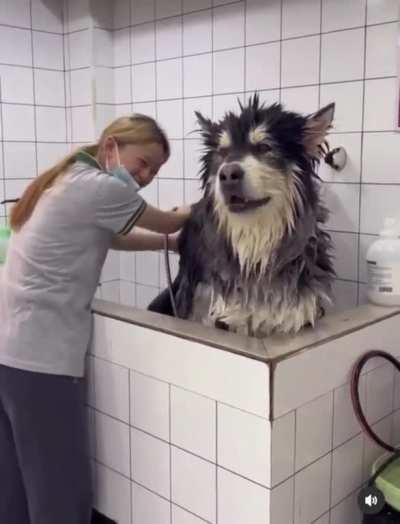 This malamute dog I saw on Instagram.