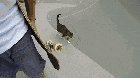 Didga, the skateboarding cat