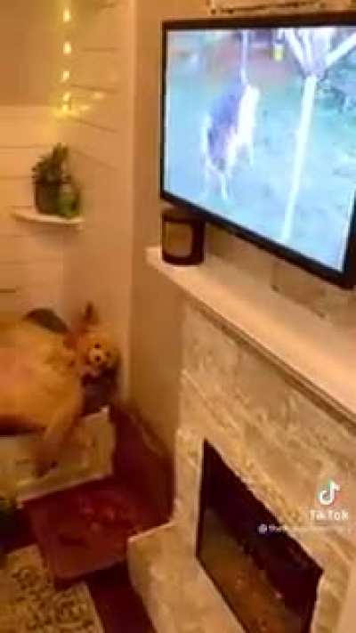Bad Dog!