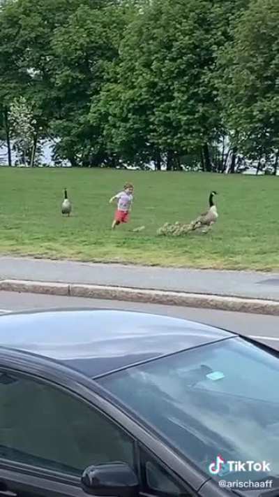 Kid chases baby geese, gets what's coming
