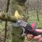 Motorized clippers