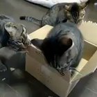На каран<wbr>тине и коты дуреют