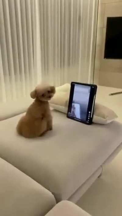 🐕🍾