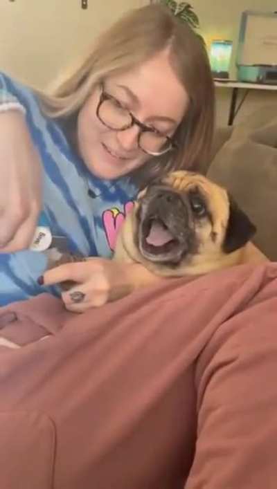 Pug in full force