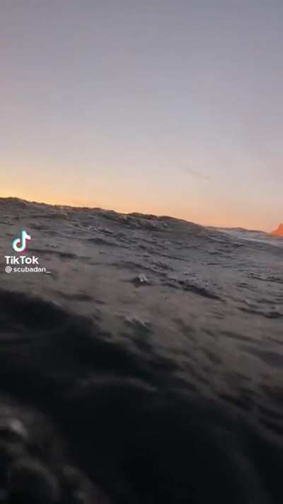 7 orcas and one guy…