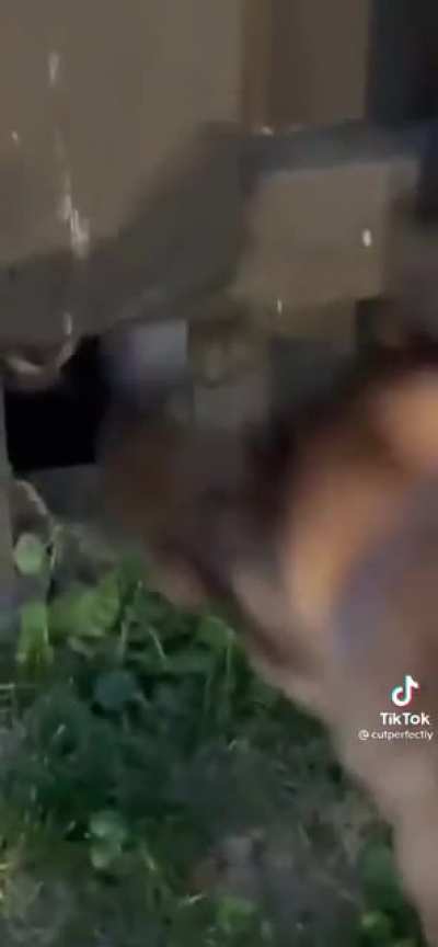 What da dog doing?