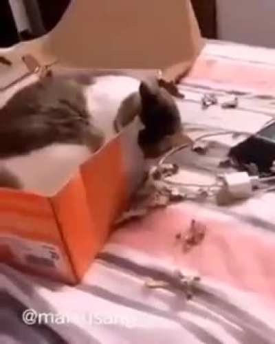 Smart cat