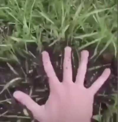 Ant hills are fun