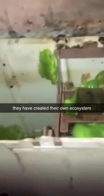 Evolution
