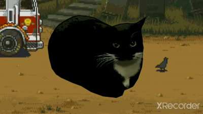 maxwell cat :)