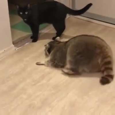 Sneak attack!