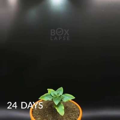 🌻Sunflower Timelapse