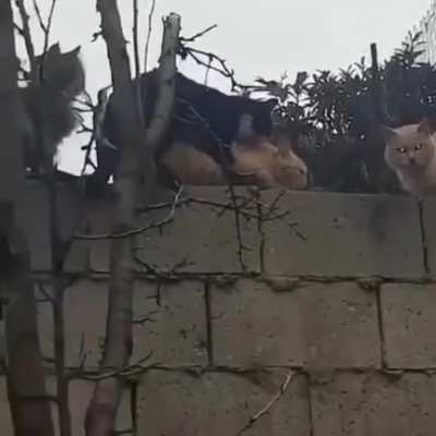 A la cola! A la cola!