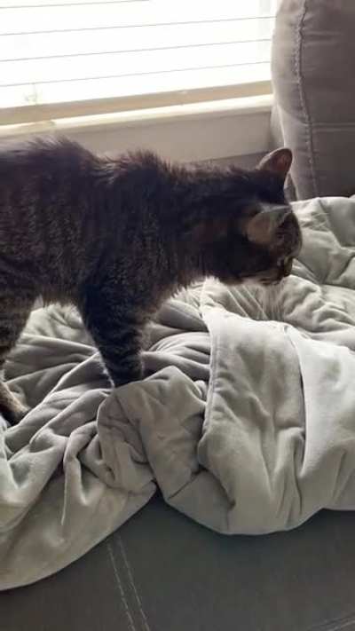 She’s 22, blind and partially deaf, so she yells when she gets lonely :(