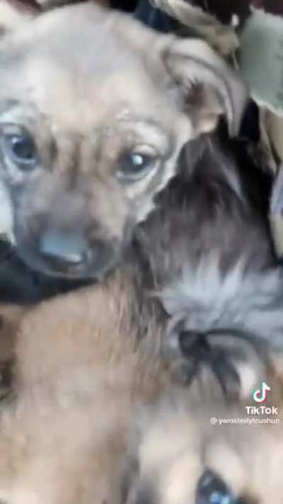 No one left behind in Ukraine: These pups were found protecting newborn kittens 😍❤😭