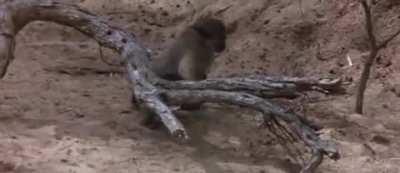 Animals get drunk off of Marula Fruit