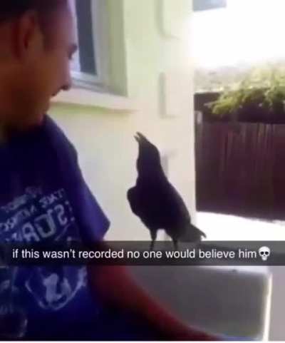 Birds are a lot smarter than we give them credit for