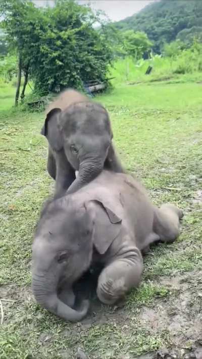 Double the Trouble! Adorable Twin Baby Elephants Play Together. 🐘🐘