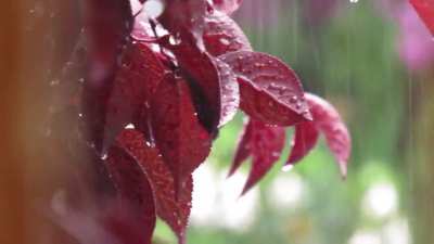 More summer rain !