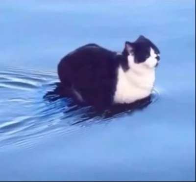 The feline