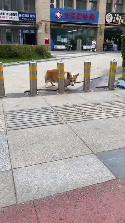 What a smart doggo
