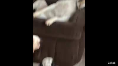 Will you shut up man? - The Sofa Dog