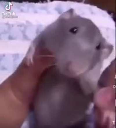 fnaf 😳🐀
