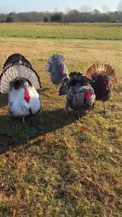 Happy Thanksgiving!