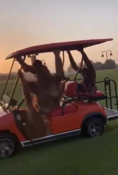 Decided to go golfing today
