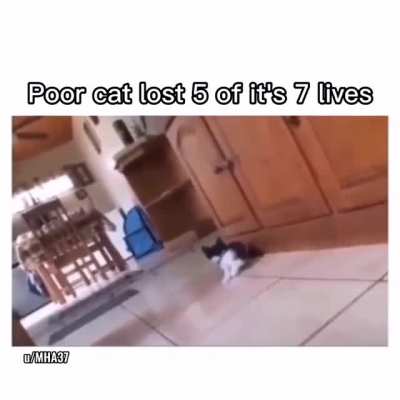 Big cat vs small cat