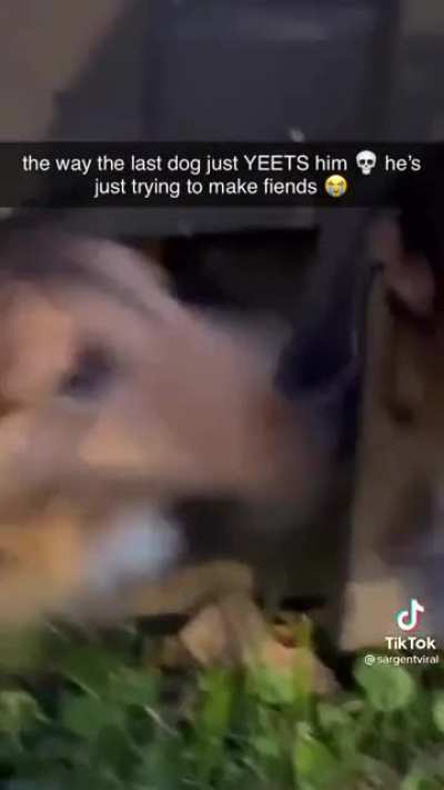 Just some dogs being dogs
