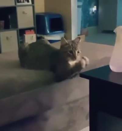 Kitty caught using invisible exercise machine.