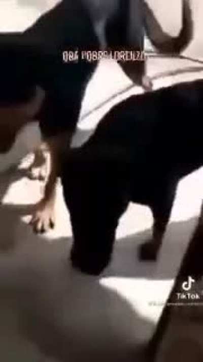Ya nomás este xd