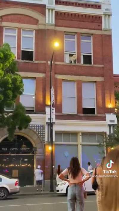 A dog threatens to commit suicide and the community sets out to catch him