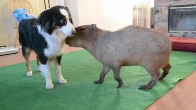 Capybara meets a dog