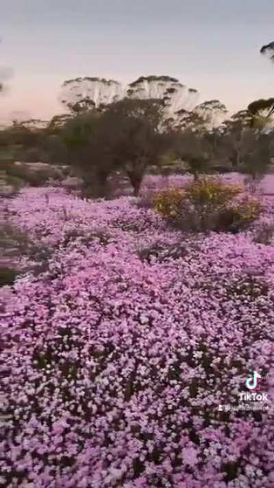 [OC] Carpet of Flowers