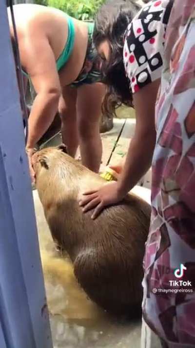 Water doggo